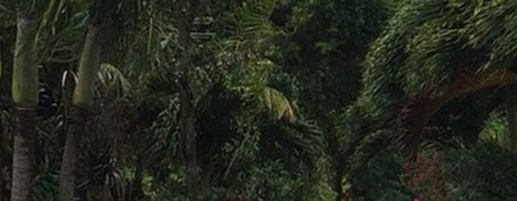 palm-tree-gardens